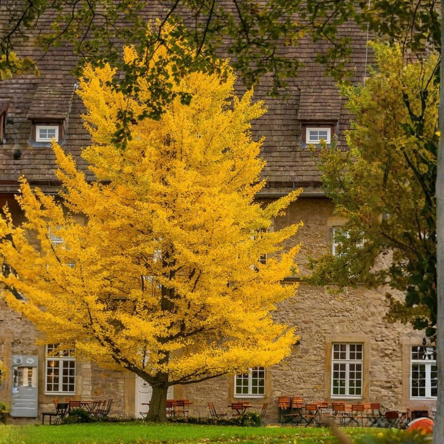 Ginkgo Tree Plant, 4 Inch Pot Hardy Ginkgo Tree Live Plant for Outdoor Garden, 6-10 Inches Tall, Vibrant Fall Foliage Tree Plant