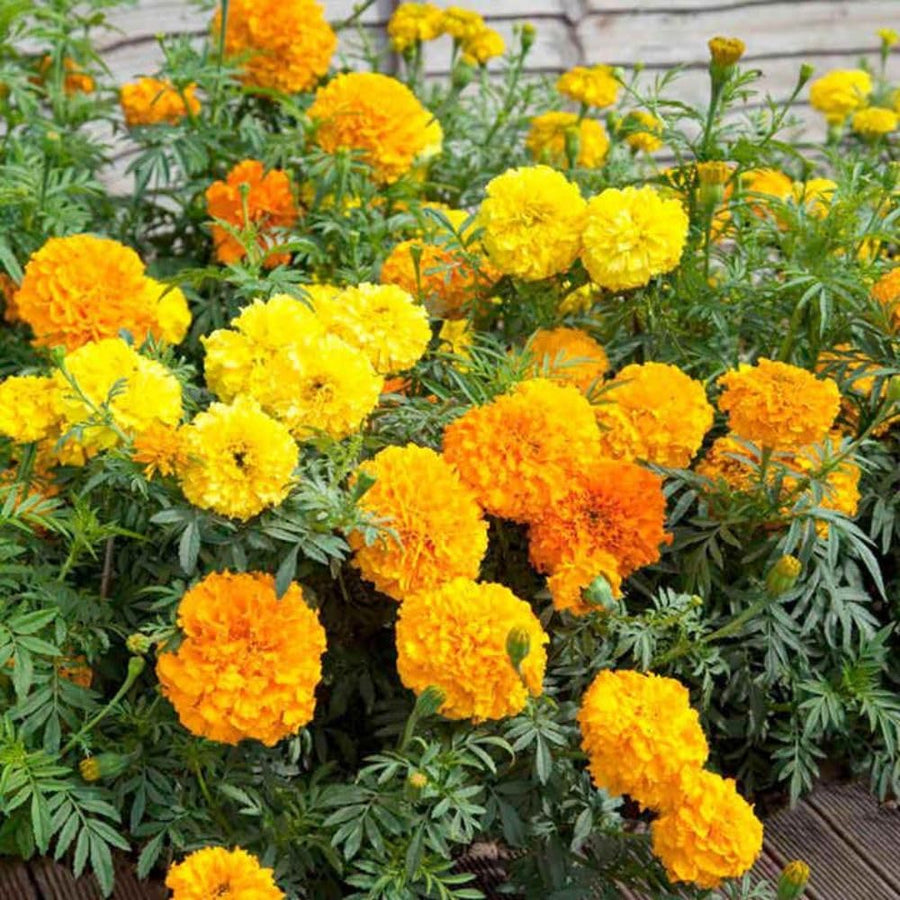 Set 3 African Marigold Live Plant,4-6" Tall, Mix Color Marigolds Flower Plant Live for Outdoor Spaces and Container Gardens, No Pot