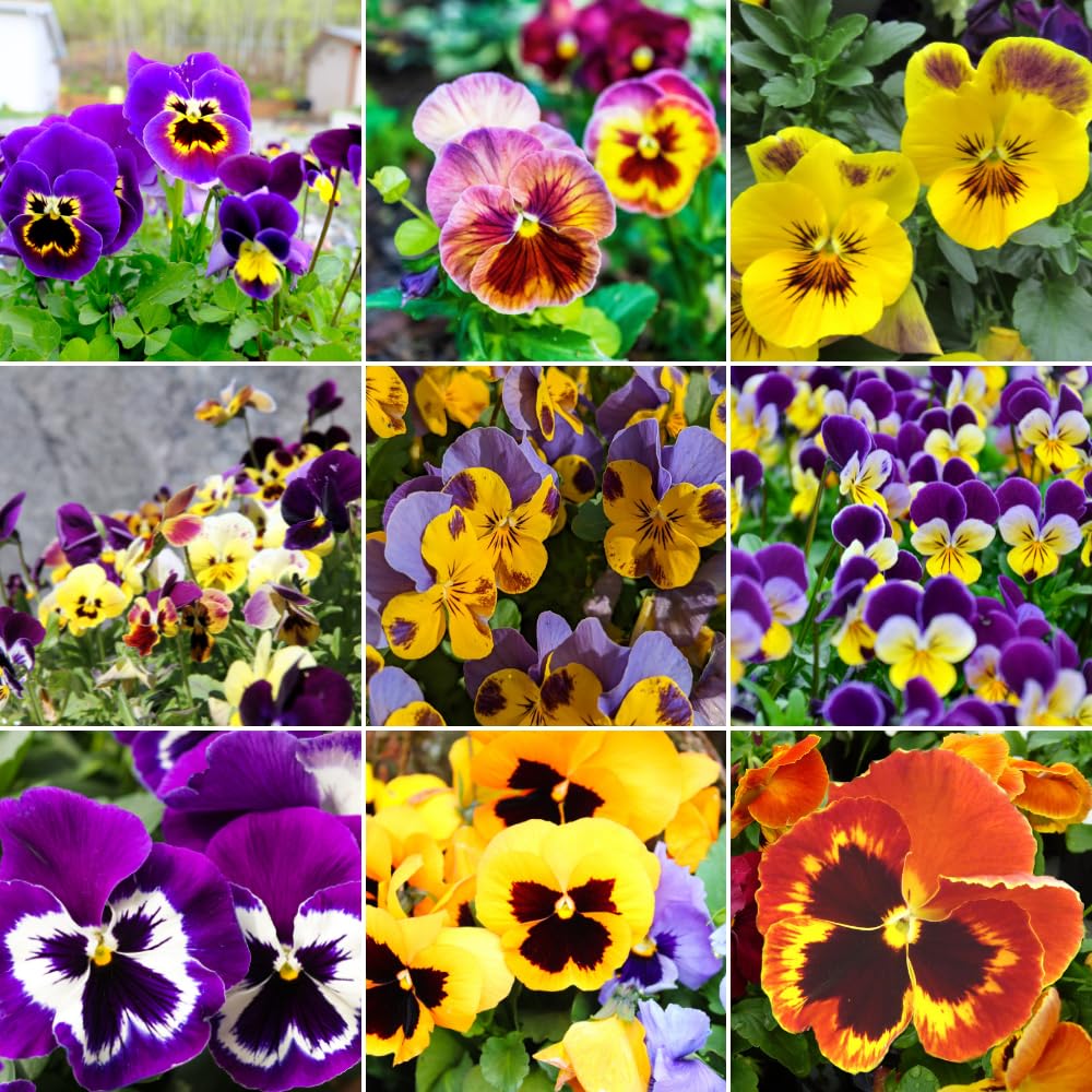 Set 2 Pansy Plants Live, Live Pansies Plant, 4-7 Inc Tall, Mix Pansy Seedling, Colorful Pansies Seedling for Indoor Outdoor Growing
