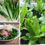 Set of 500 Culantro Seeds, Culantro Seeds for Planting, NGO GAI Seed, Outdoor Planting