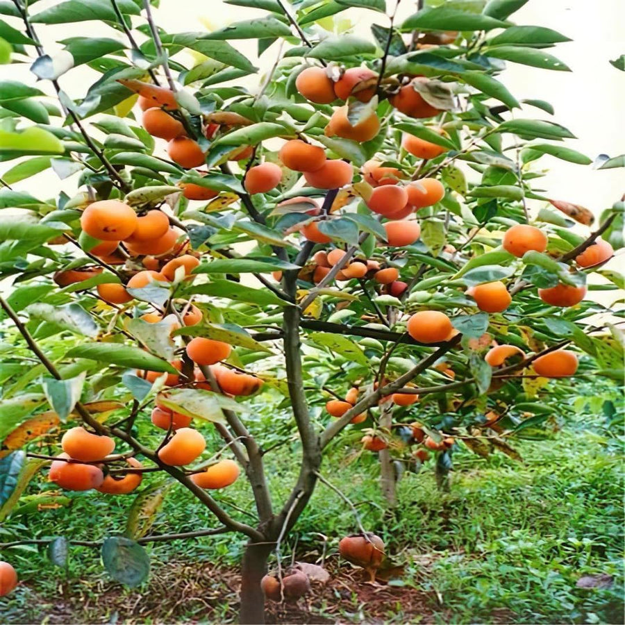 Sweet American Persimmon Trees Live Plants, 6"-14" Tall Persimmon Fruit Tree, Established Roots