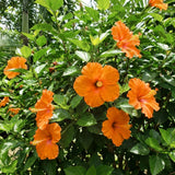 Orange Hibiscus Plant Live, Well-Rooted Hibiscus Flowers, 5-7 Inches Tall, Tropical Flowering for Indoor Outdoor Planting