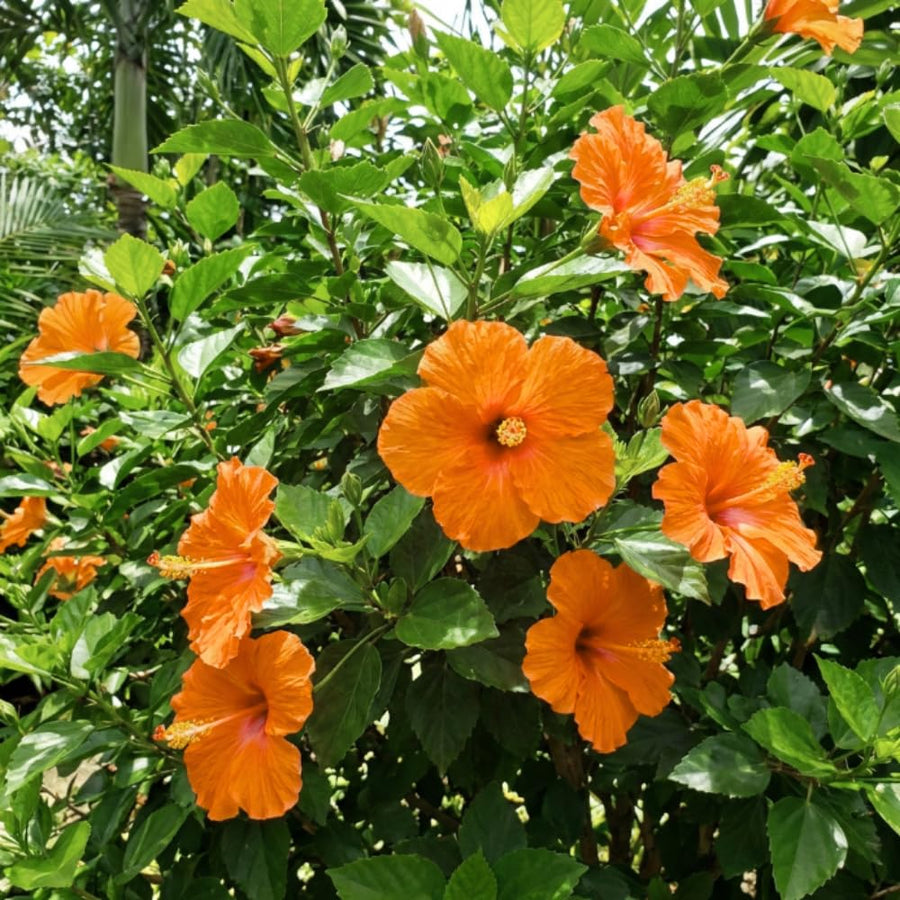 Orange Hibiscus Plant Live, Well-Rooted Hibiscus Flowers, 5-7 Inches Tall, Tropical Flowering for Indoor Outdoor Planting