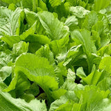 Pack 1000 Mustard Green Seeds, Mustard Greens Vegetable Seeds, Fresh Garden Seed for Planting