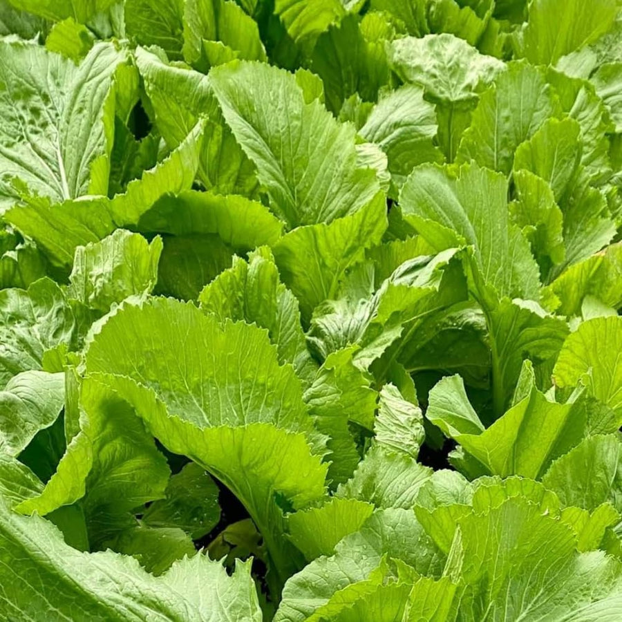 Pack 1000 Mustard Green Seeds, Mustard Greens Vegetable Seeds, Fresh Garden Seed for Planting