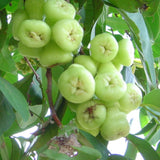 Sweet Green Wax Apple Tree Live Plant, 3 Feet Tall Tropical Fruit Tree, Zones 9-11 for Outdoor Indoor Planting, Rare Fruit