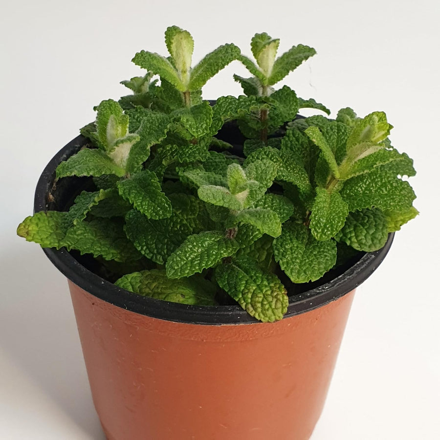 Apple Mint Live Plant 4.5″ Pot, Fragrant Culinary Mint Herb, Easy Care Indoor Outdoor Planting