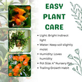 Trailing Goldfish Plant Live in 4" Pot, Tropical Houseplant for Hanging Baskets, Indoor Live Plant with Bright Blooms