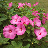Hibiscus Flower Plant, Hibiscus Plants Live, Giant Rose, Zone 10 to 12, Size 5 to 7 Inch Tall