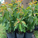 3 Years Old Avocado Tree Live Plant Grafted Air-Layered Ready to Bear Fruit, 3 Ft Cold Hardy Avocados Plant Tropical, Long Neck Avocado
