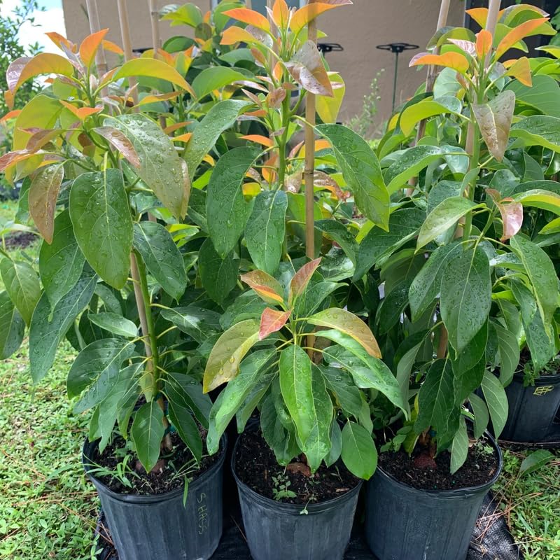 3 Years Old Avocado Tree Live Plant Grafted Air-Layered Ready to Bear Fruit, 3 Ft Cold Hardy Avocados Plant Tropical, Long Neck Avocado