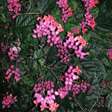 2 Clerodendrum Plants Live 5-9 Inc Tall - Great for Beautifying Indoor and Outdoor Spaces - Trailing Light Bulb Flowering Vine (Red Purple Bleeding Heart)