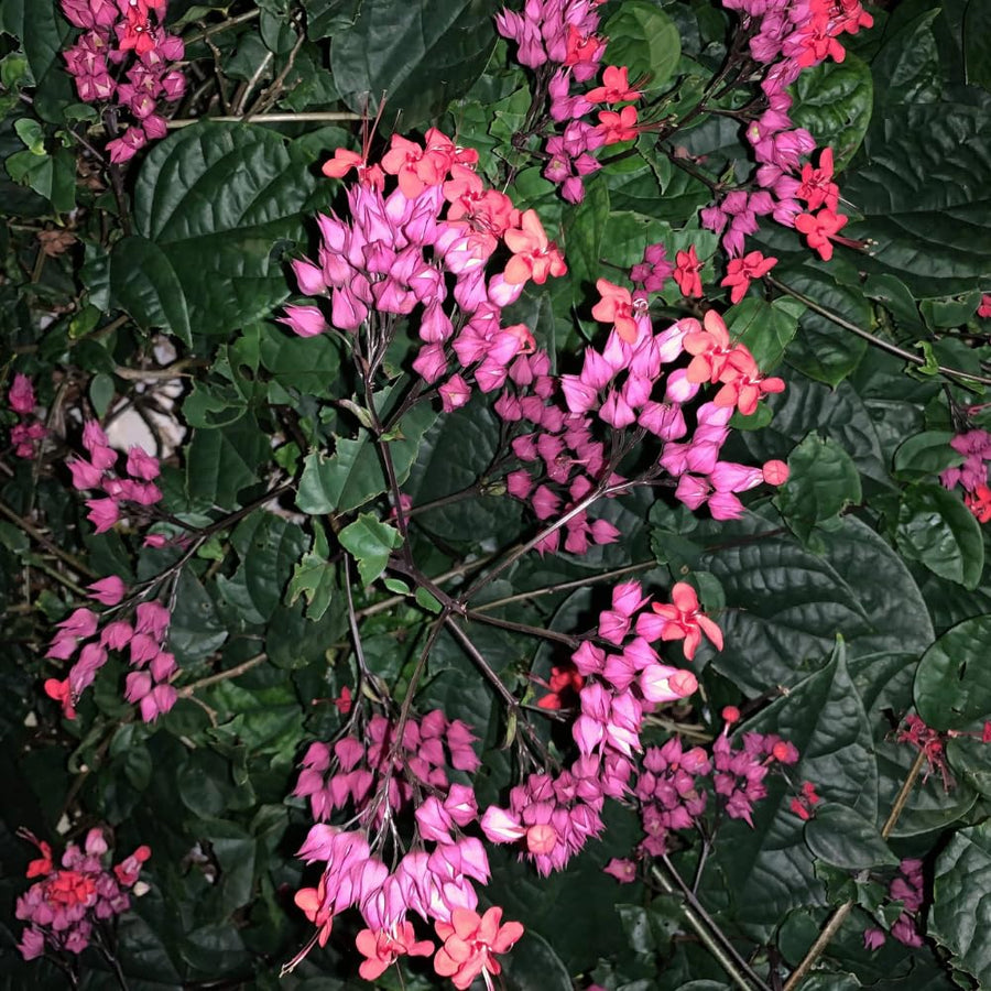 2 Clerodendrum Plants Live 5-9 Inc Tall - Great for Beautifying Indoor and Outdoor Spaces - Trailing Light Bulb Flowering Vine (Red Purple Bleeding Heart)