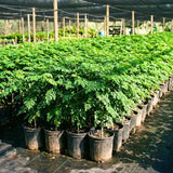 Live Moringa Oleifera Tree Plant, 1-2 Feet Tall, Established Malunggay Plant in Pot, Fast-Growing Drumstick Tree, No CA