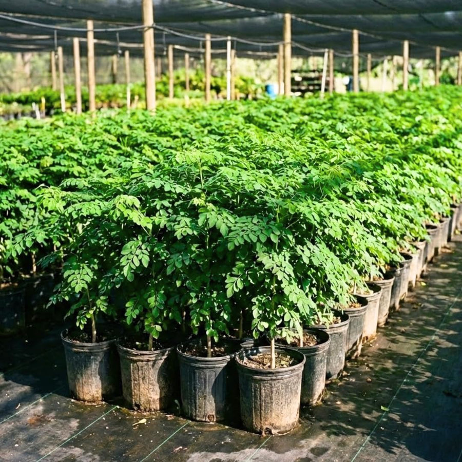 Live Moringa Oleifera Tree Plant, 1-2 Feet Tall, Established Malunggay Plant in Pot, Fast-Growing Drumstick Tree, No CA