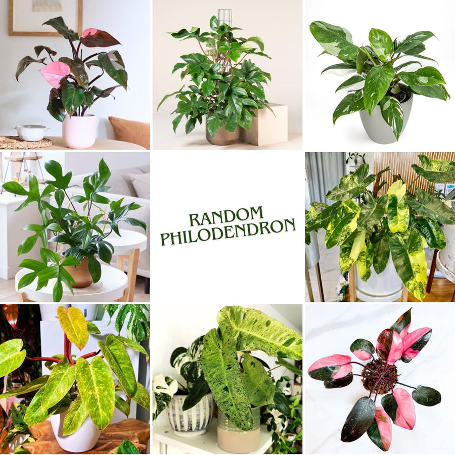 2 Random Philodendron Live Plant 5-9" Tall, Rare Tropical Indoor Houseplant Home Garden