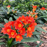 Orange Clivia Plant Live, Clivia Flowering Houseplant in 6 Inch Pot, Perennial Flowering Plant for Containers, Patios, and Indoors
