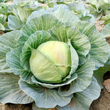 Pack 500 Cabbage Seeds for Garden Vegetable, Green Cabbage Seed, Ready for Planting in Zones 3 to 10