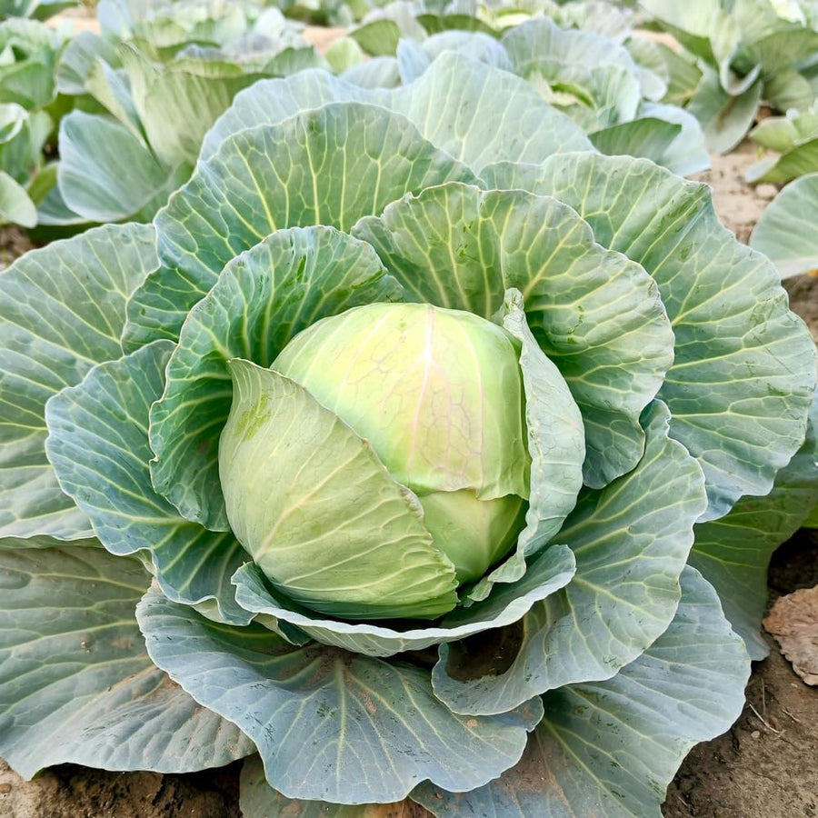 Pack 500 Cabbage Seeds for Garden Vegetable, Green Cabbage Seed, Ready for Planting in Zones 3 to 10