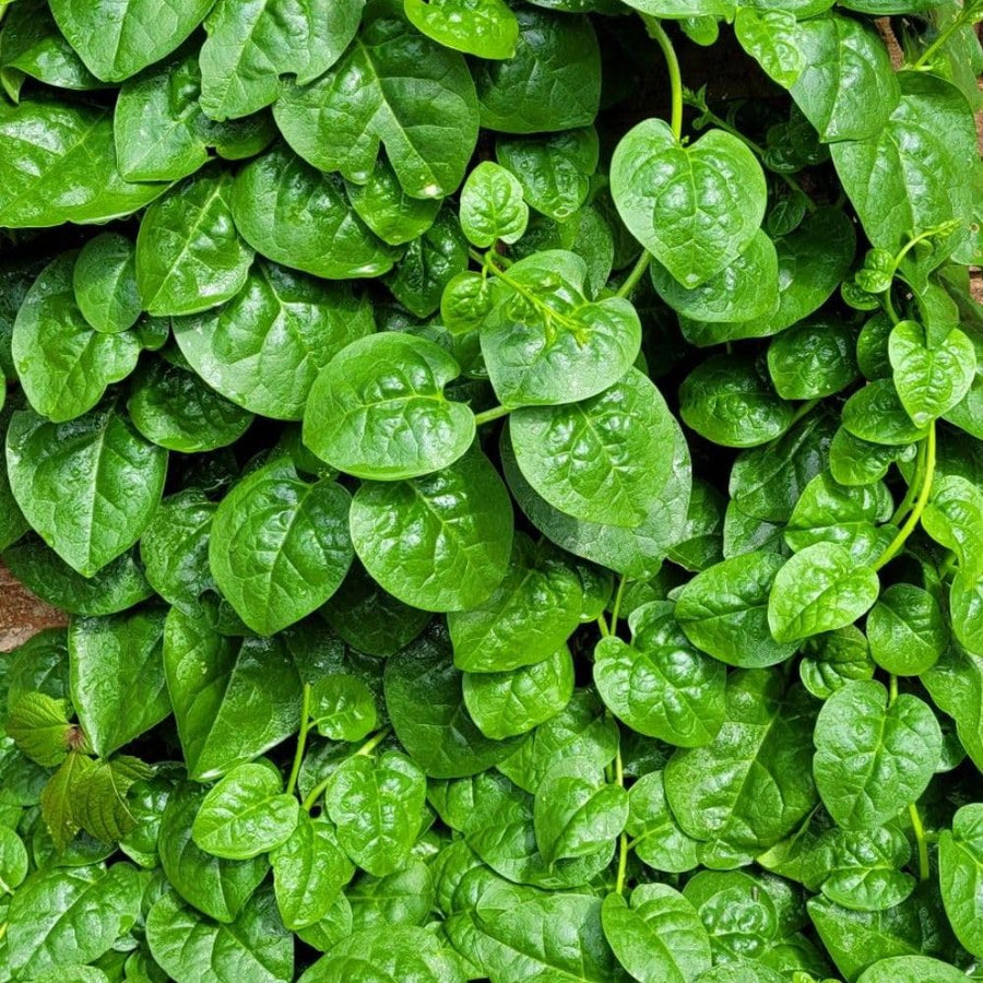 50+ Green Malabar Spinach Seeds for Planting, Mong TOI Poi Sang Ceylon Seeds, Large Leaf Vegetable Seeds for Garden
