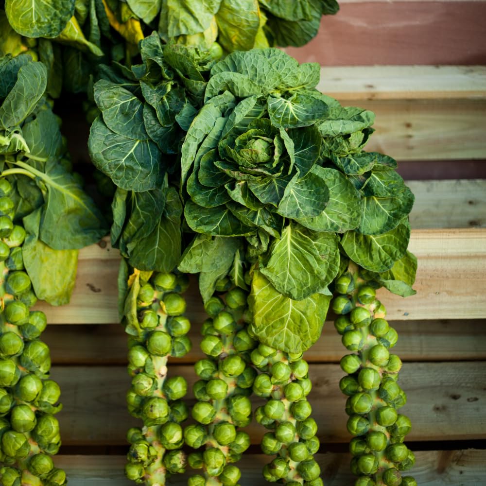 2 Brussel Sprouts Plants Live, Vegetable Live Plant, 4 Inc Pot, Brussel Sprouts Live Plant for Gardening