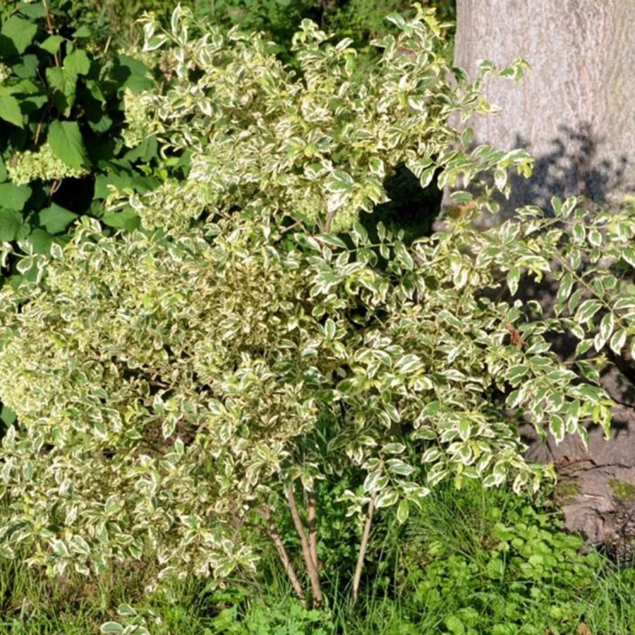 Pack 2 Variegated Beautyberry Plants Live, 4 Inch Tall, Rare Beautyberry Shrub Trees for Garden Borders, Yard, and Outdoor Planting