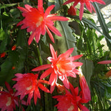 Epiphyllum Orchid Cactus Live Plant, 2 Plants Per Pot, Blooming Orchid Cactus for Indoor or Outdoor Growing (Red Epiphyllum)