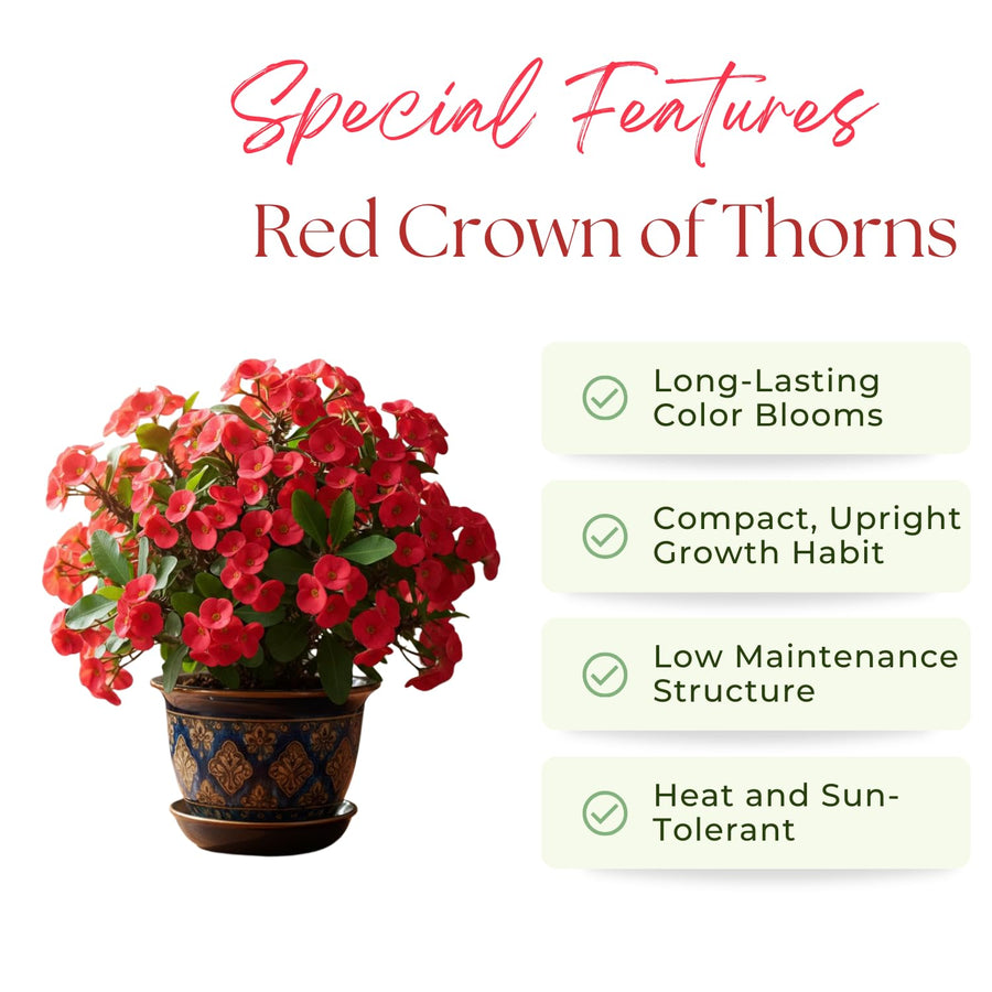 Crown of Thorns Live Plant, Red Euphorbia Milii Plant, 4 Inches Pot, Hardy Crown of Thorns Succulent for Outdoor Garden (Red)
