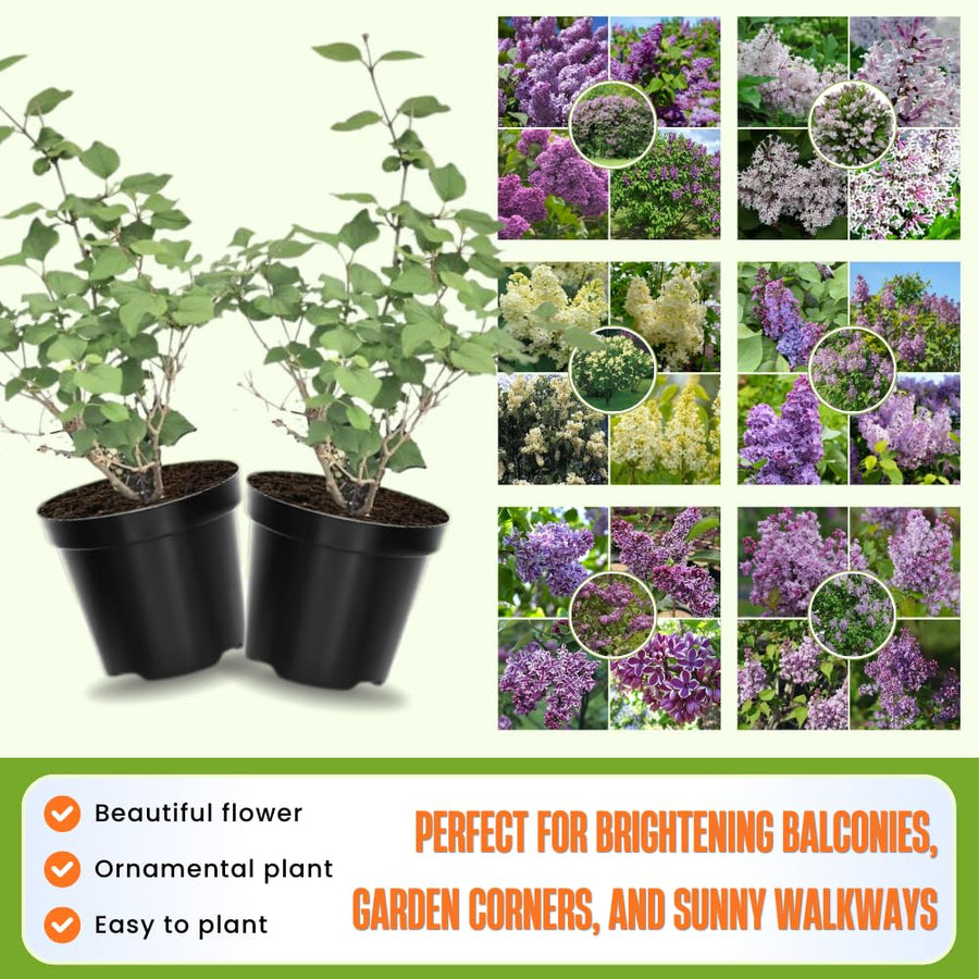 Common Lilac Bush Tree Live Plant 8-12 Inches Tall, Well Rooted Shrub in Quart Pot, Fragrant Spring Flowering Outdoor Plant (Purple Lilac)