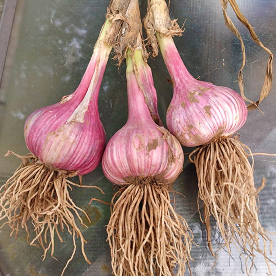 1 LB Jumbo Size Purple Garlic for Planting in Spring, Softneck Hardneck Garlic Bulbs for Planting, Fresh and High Yield, Cold Hardy, Fast-growing, 5-6 Bulbs Garlic