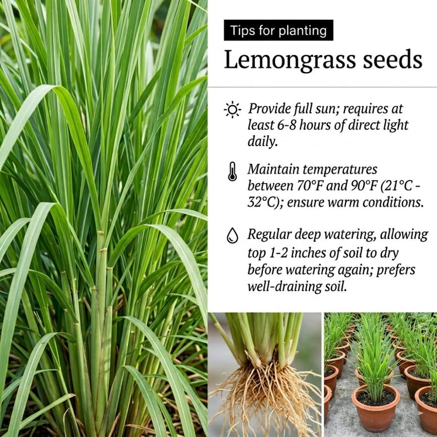 Set 250 Lemongrass Seeds, Lemongrass Seeds for Planting, Fragrant Herbs for Patio and Outdoor Garden
