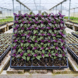 4 Purple Passion Plants Live, Gynura Aurantiaca Houseplant, Purple Velvet Foliage Indoor Tropical Plant, Trailing Vine Plant for Home Garden