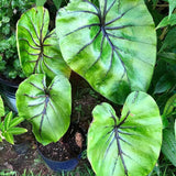 2 Alocasia Live Plants, Live Alocasia Plants Indoor, 3 to 5 Inches, Colocasia Plant, Elephant Ear Esculenta Taro Colocasia Plant House Plant (Purple Black Vein)