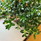 Orange Goldfish Plants Live Houseplants, Tropical Goldfish Plant in 4 Inches Pot, 4-7 Inches Height, Vibrant Trailing Plant for Home Office Decor