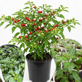 2PPP Live Chiltepin Pepper Plants, 5 to 9" Tall in 4" Pots, Red Hot Chili Pepper Plant, Tepin Pepper, Well-Rooted Plants for Summer Planting