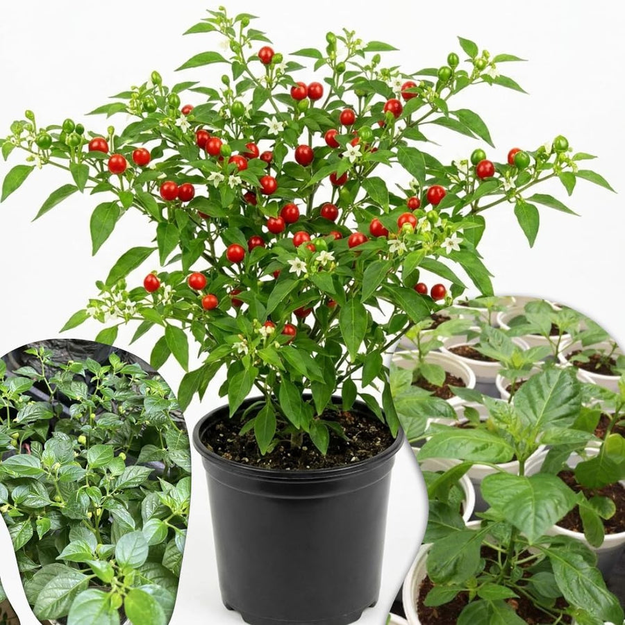 2PPP Live Chiltepin Pepper Plants, 5 to 9" Tall in 4" Pots, Red Hot Chili Pepper Plant, Tepin Pepper, Well-Rooted Plants for Summer Planting