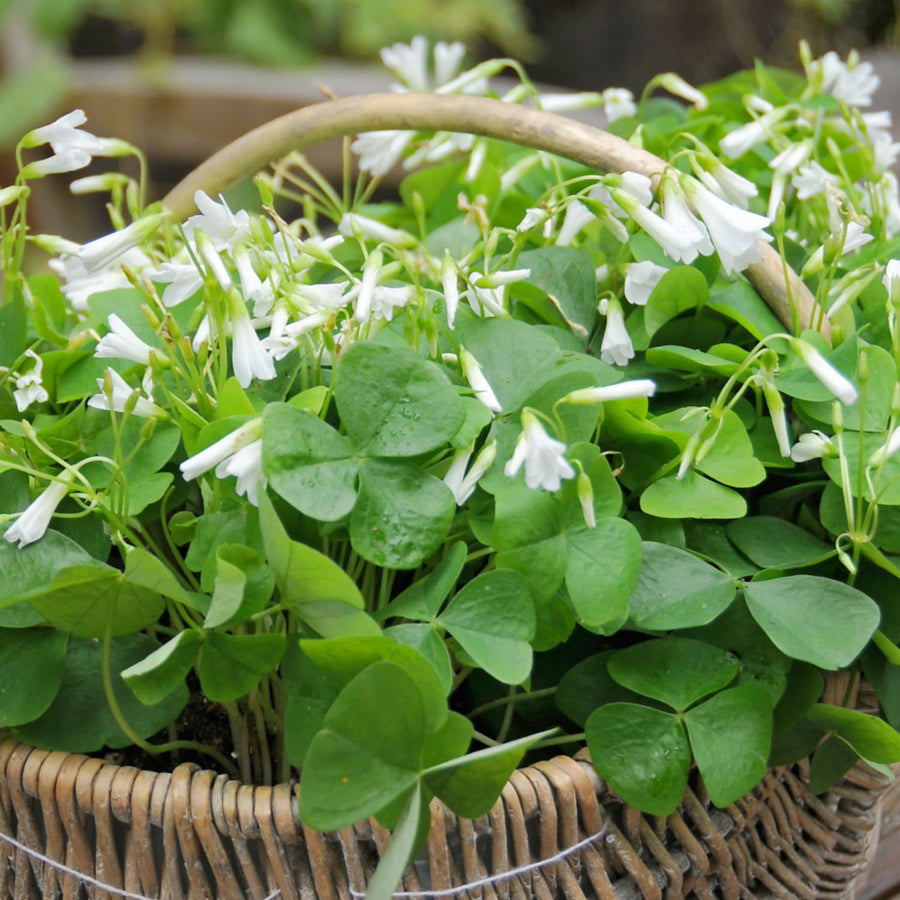 Green Oxalis Shamrock Plant, in 3.5" Pot, Hardy Perennial for Indoor Outdoor Growing