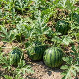 Sugar Watermelon Plant Live, Watermelon Vine Plant, 4 Inches Tall in 3.5 Inch Pot, Sweet Fruit, Fast Growing for Garden Growing