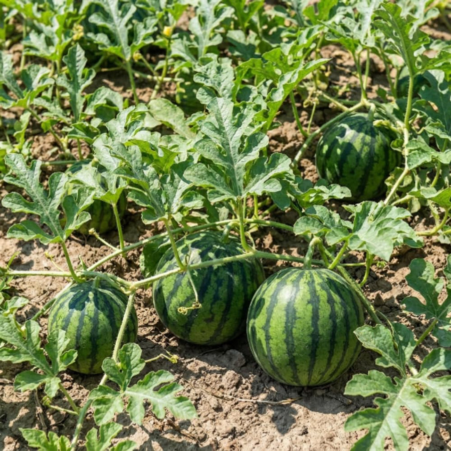 Sugar Watermelon Plant Live, Watermelon Vine Plant, 4 Inches Tall in 3.5 Inch Pot, Sweet Fruit, Fast Growing for Garden Growing