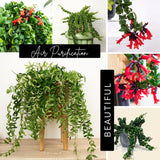Well-Rooted Curly Lipstick Plant Live for Indoor Hanging Baskets, Aeschynanthus Twisted Lipstick Houseplant in 4" Pot, Lipstick Live Plants
