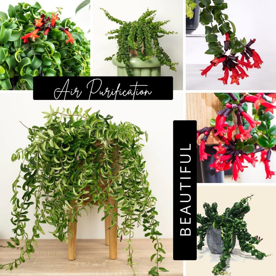 Well-Rooted Curly Lipstick Plant Live for Indoor Hanging Baskets, Aeschynanthus Twisted Lipstick Houseplant in 4" Pot, Lipstick Live Plants