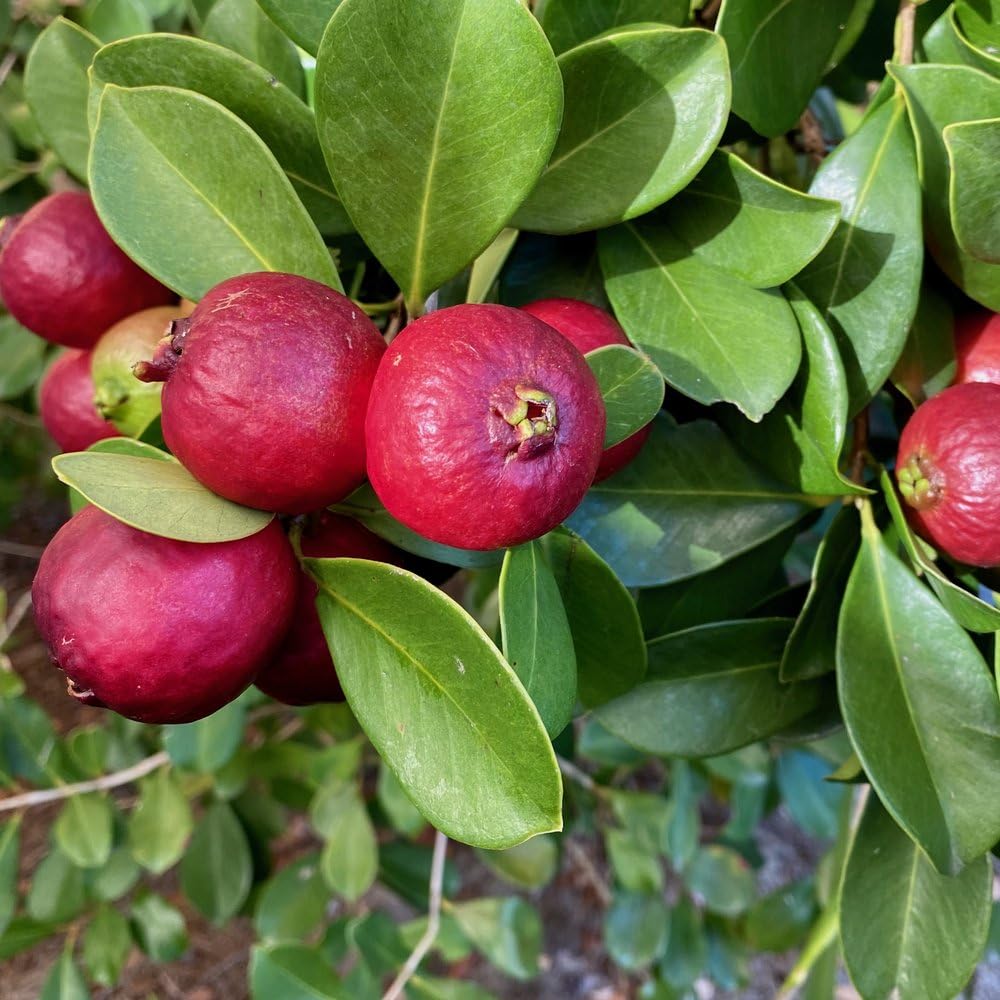 Strawberry Guava Plant Live, Rare Tropical Guava Tree, Sweet Fruit Tree for Outdoor Growing 7-12 Inch in Half Gallon Pot