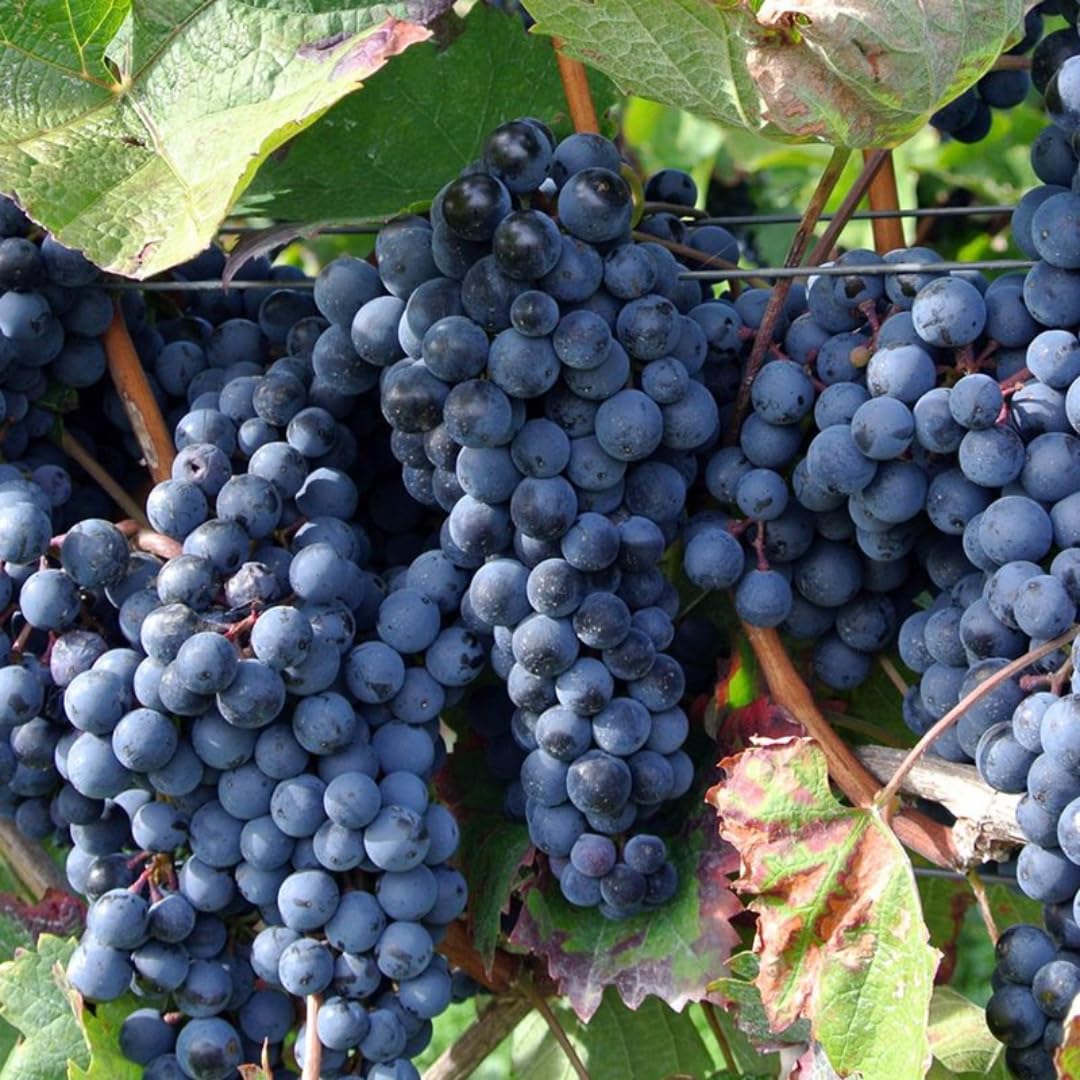 Blue Seedless Grape Vines Trees Live Plants, Well-Rooted 1 to 2 Years Old, Grapes Plant Live for Outdoor Planting, Zones 3-9