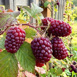 Thornless Boysenberry Plant Live, Boysenberry Starter Plants from 4-6 Inches Tall, Fruit Bearing Plant for Patio and Container Growing