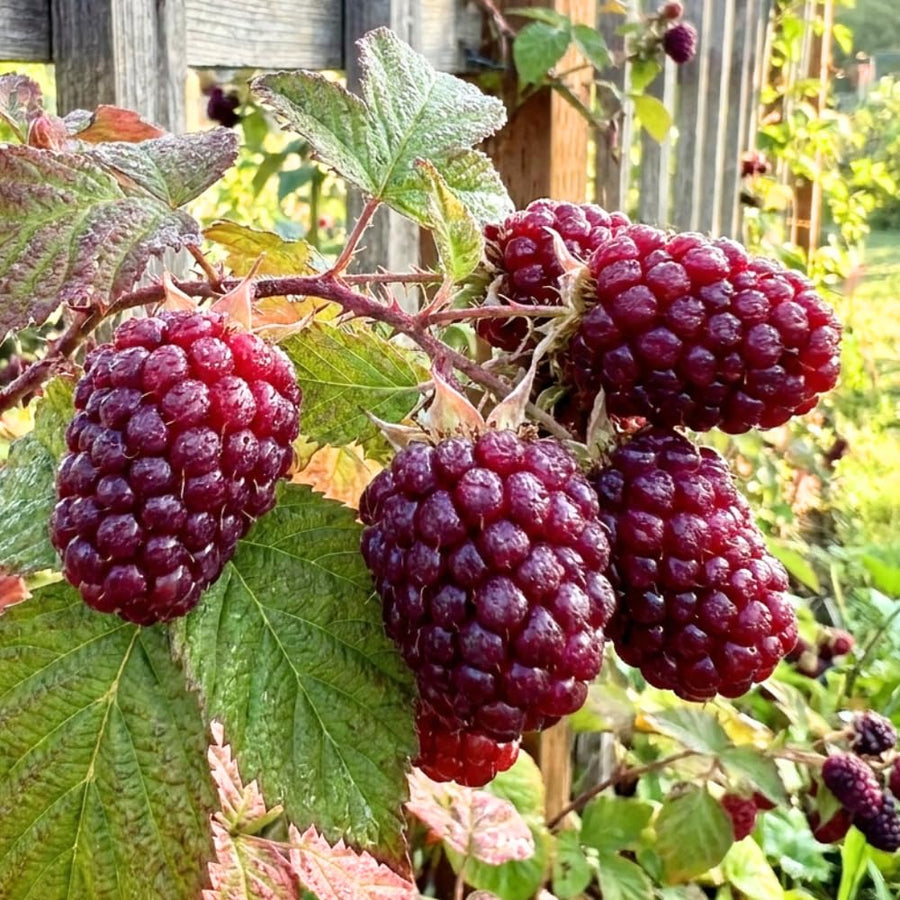 Thornless Boysenberry Plant Live, Boysenberry Starter Plants from 4-6 Inches Tall, Fruit Bearing Plant for Patio and Container Growing