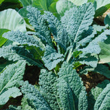Kale Plant Live, Vegetable Live Plant, Kale Live Plant Pot, 4 Inc Potted