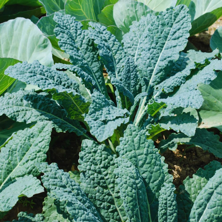 Kale Plant Live, Vegetable Live Plant, Kale Live Plant Pot, 4 Inc Potted