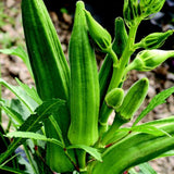 2 Green Okra Plants, 4-8 Inc Tall, Okra Plants Live for Planting, Live Vegetable Plant, Fast-Growing and Well-Rooted