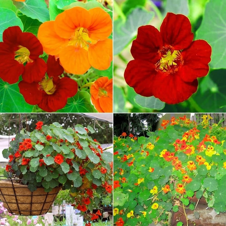 Nasturtium Plants Live in 4 Inch Pot, 2 Plants per Pot, Trailing Nasturtium Flowers, Flower Vine Plants for Gardens, 4-6 Inch Tall