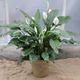Peace Lily Plant with White Blooms, Well Rooted Peace Lily House Plant, White Flower 4-6 Inches Tall, No Pot